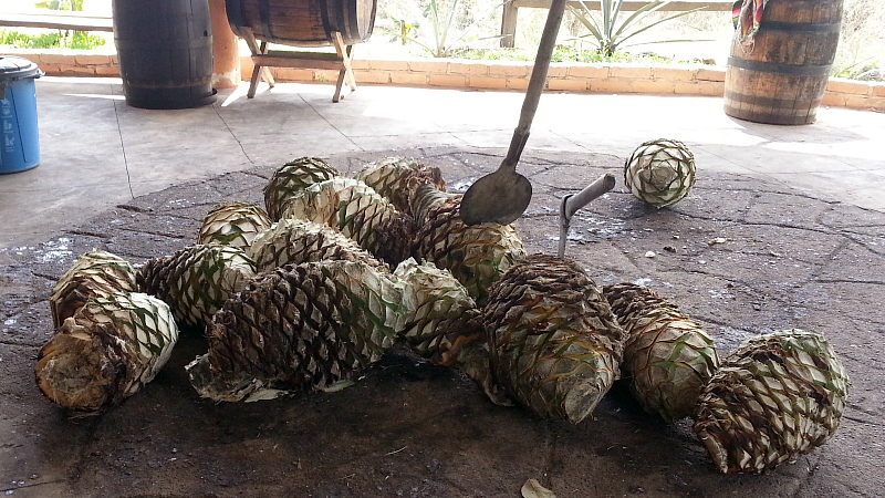 agave to make tequilla