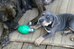 Mastiff Dog and Puppy - Travel Gifts for Dogs