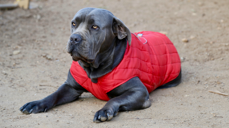 Mastiff Dog wearing Winter jacket - Travel Gifts for Dogs
