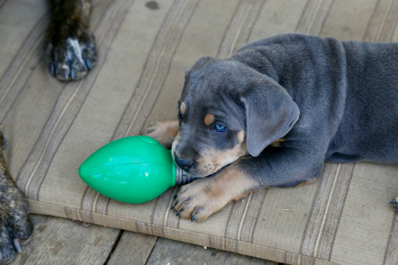 Travel Gifts for Dogs - Mastiff Puppy Chewing on Christmas Toy