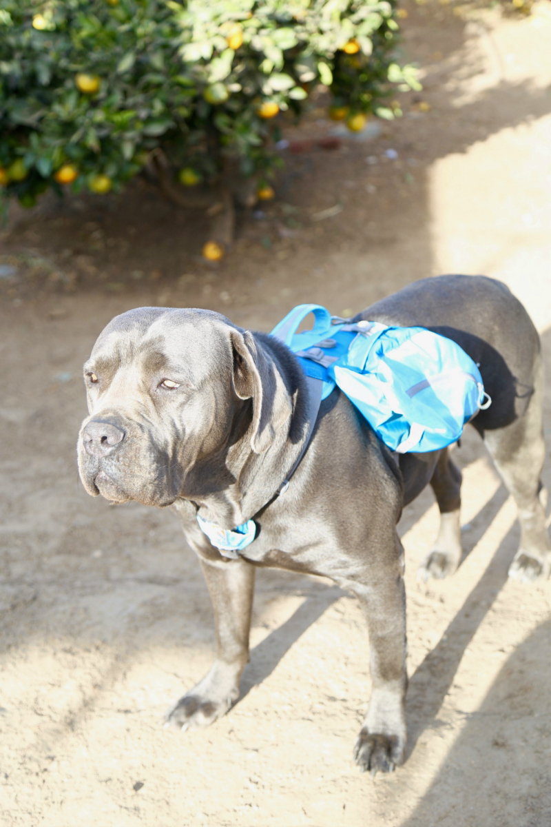 Mastiff big dog backpack