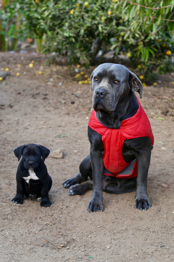 Holiday Gift Guide - Travel Gifts for Dogs - Mastiff Big Dog wearing a Winter dog jacket and Mastiff puppy