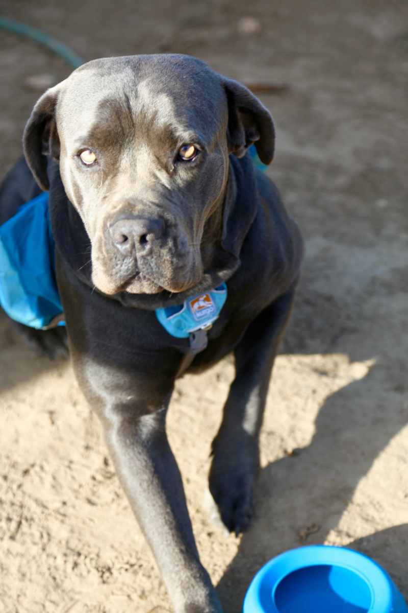 Travel Gifts for Dogs Mastiff with splash free dog bowl