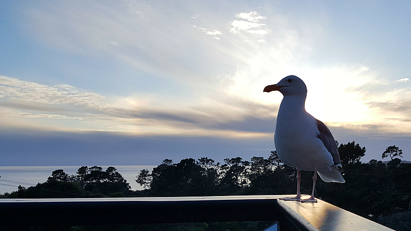 hofsas sunset seagull