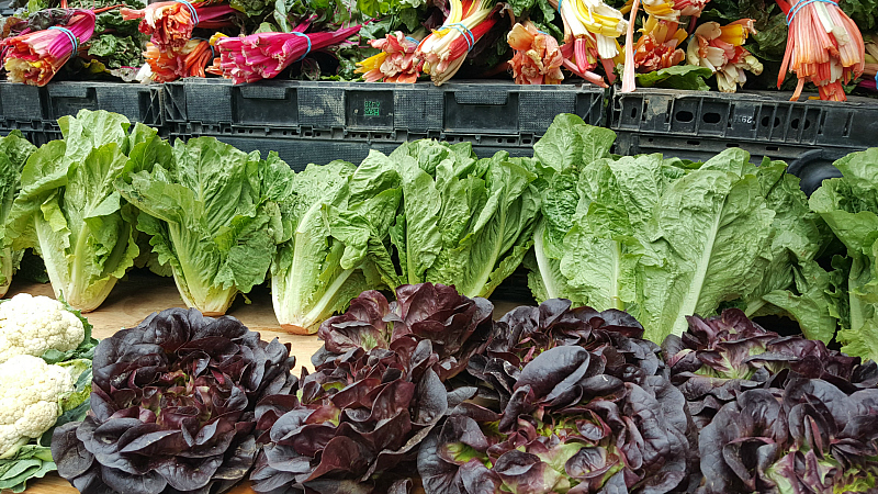 lettuce rainbow chard carmel