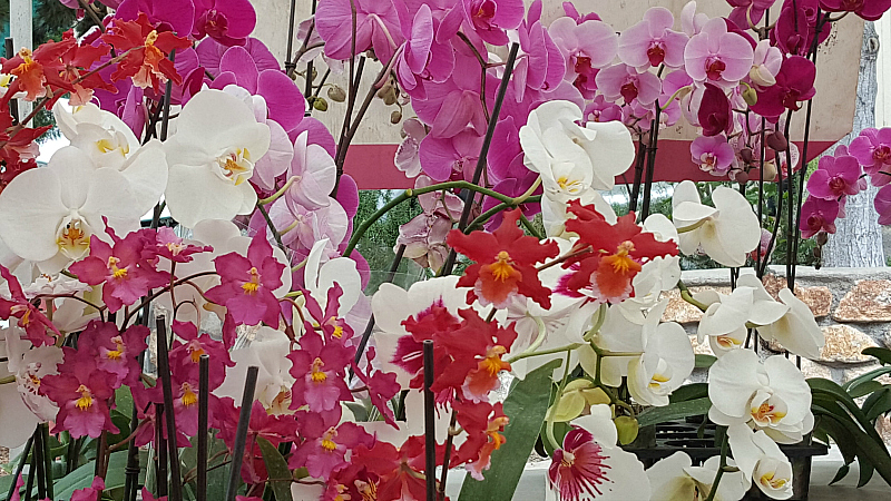 orchid flowers carmel market
