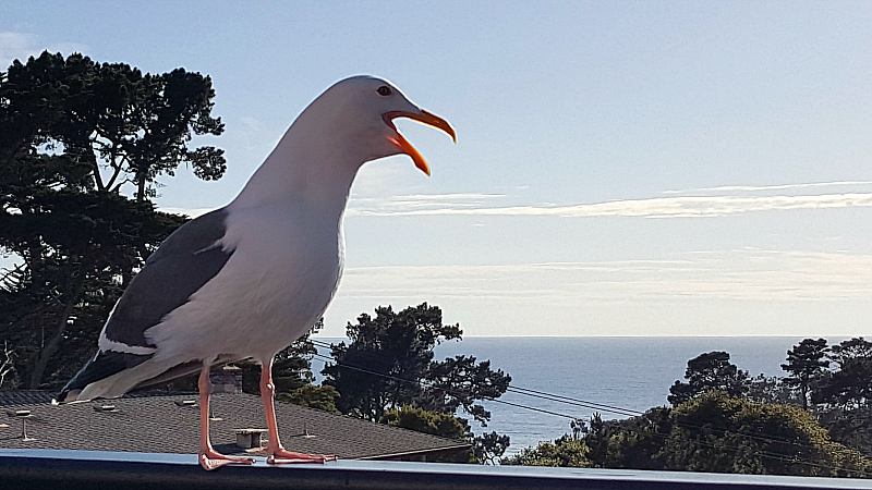 sea gull visitor
