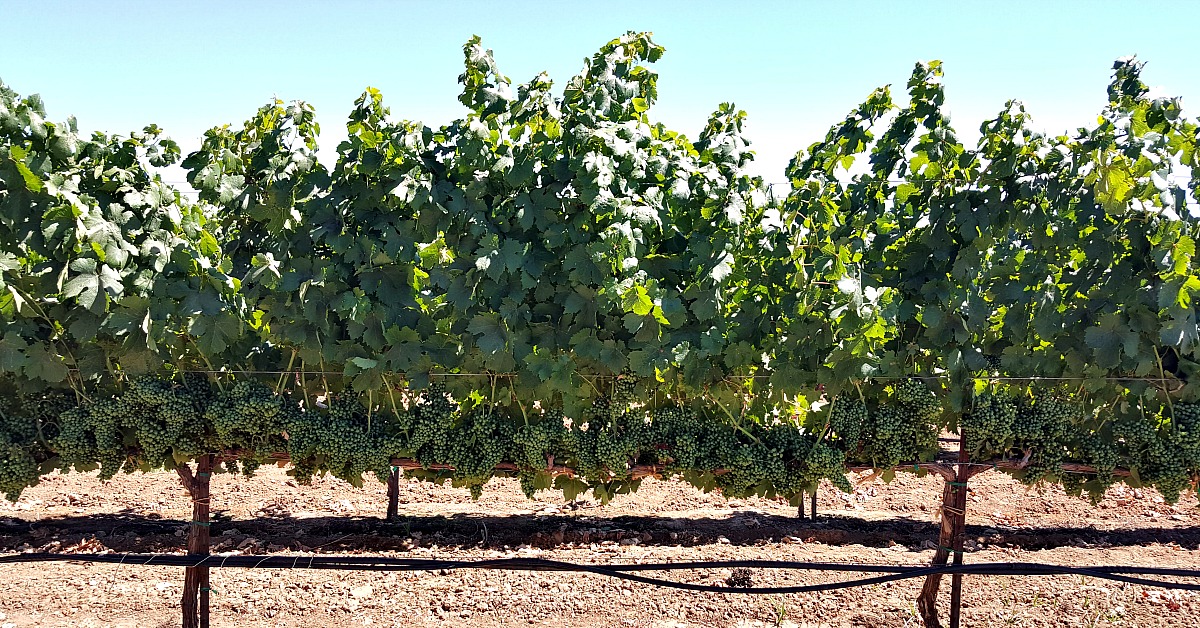 Weekend Getaway - Lodi Wine Country