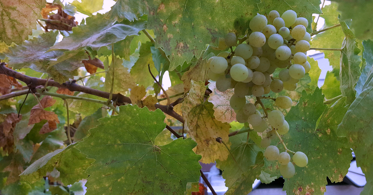 11 fortino winery grapes