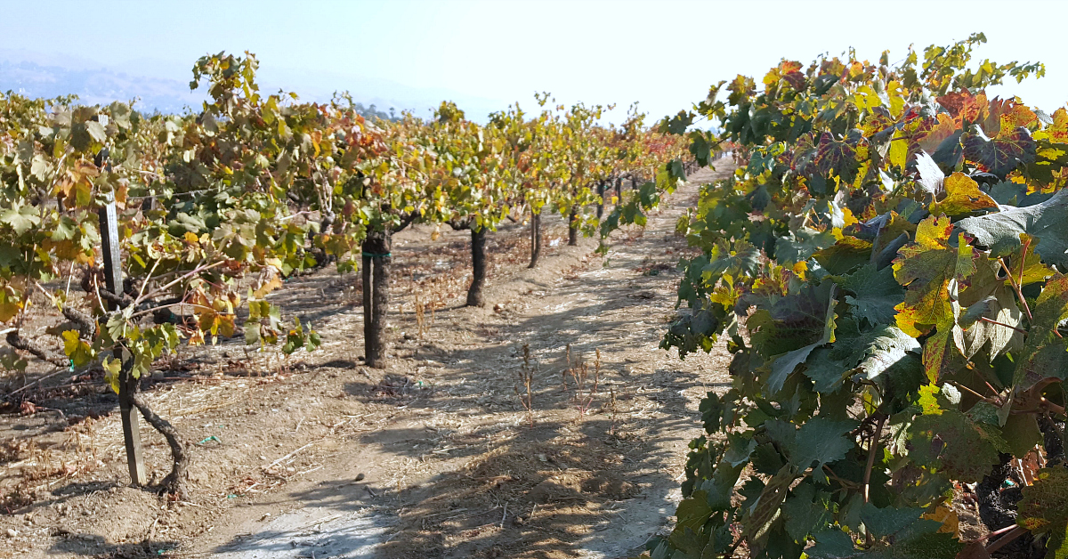 13 guglielmo winery vineyard