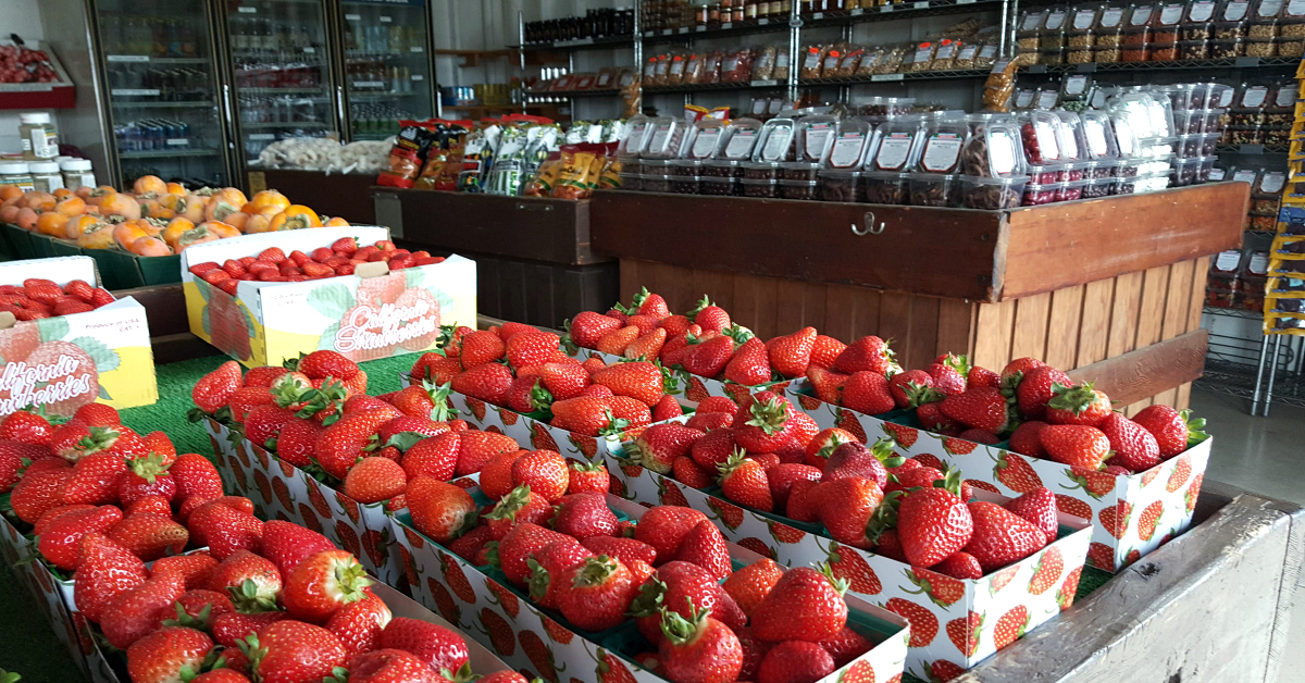 gilroy vacation strawberries farm stand